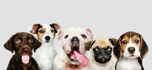 How to Choose the Right Accessories for Your Pet - Petgrove Online