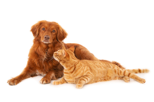 Is Your Pet Bored? Here’s How to Fix That Fast - Petgrove Online