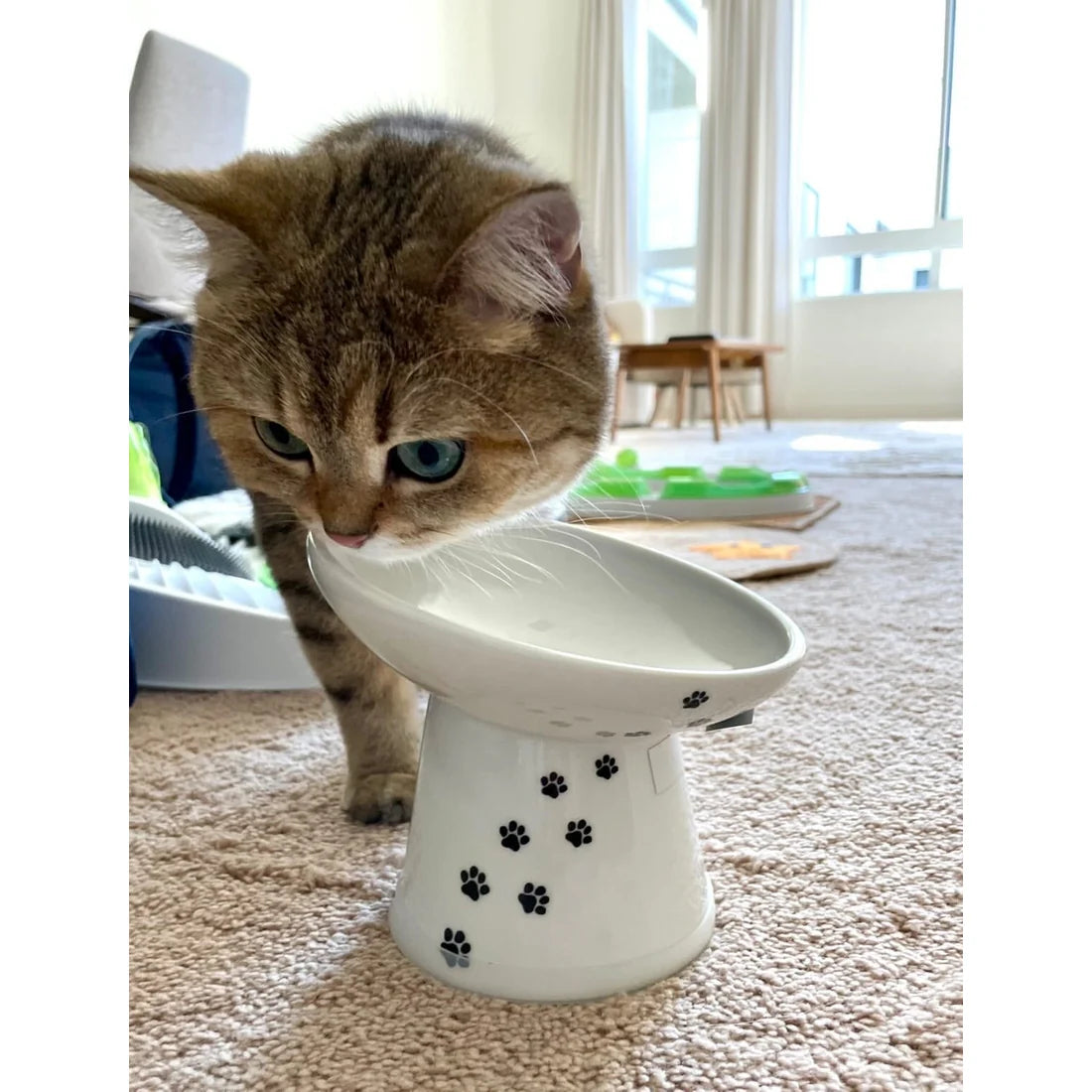 Slanted Ceramic Raised Cat Bowl – Elevated Pink Feeder for Food or Water - Petgrove Online